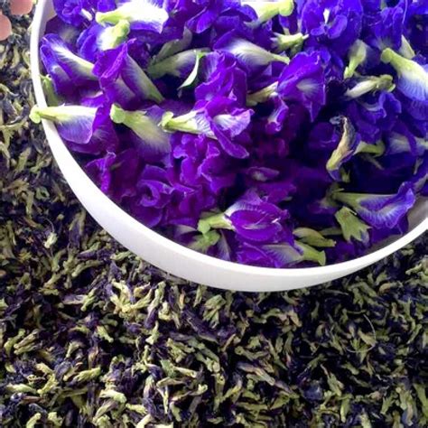 Christine Lwi Blog 碟豆花茶功效兰花benefit of butterfly Pea tea