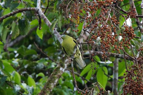 Philippine Green Pigeon Tonjiandsylviasbirdlist