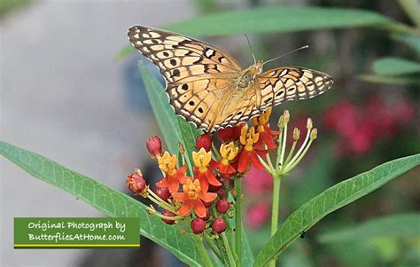 Texas Butterflies Species Resources Texas Butterfly Centers Texas