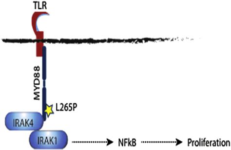 Myd Signalling Pathway Activation Of Toll Like Receptors Tlrs