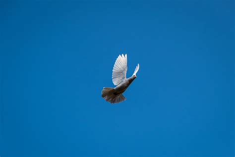 Flying White Dove Photos, Download The BEST Free Flying White Dove ...