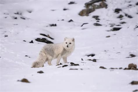 Nature and wildlife in Svalbard | Learn more about Arctic wildlife ...