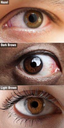 Brown Eyes Facts | Personality Traits And Health Risks