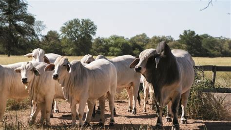 Brahman se posiciona como una de las razas más demandadas del país