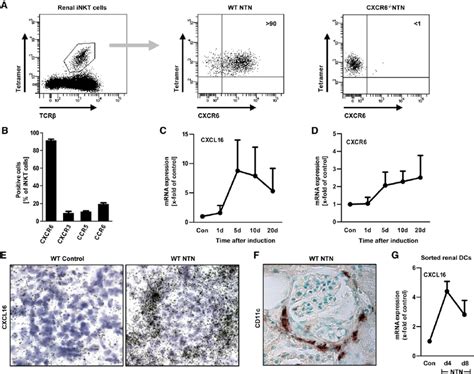 CXCR6 And CXCL16 Expression In Experimental GN A Representative FACS