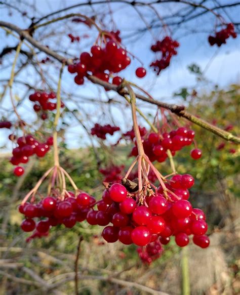 Viburnum opulus - Trees and Shrubs Online