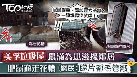 【鼠患問題】美孚垃圾屋鼠滿為患滋擾鄰居 老鼠遊走花槽網民憂爆發鼠疫 地區資訊 香港討論區 Hk 香討．香港