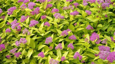 Spiraea growing guide: expert tips for success | Gardeningetc