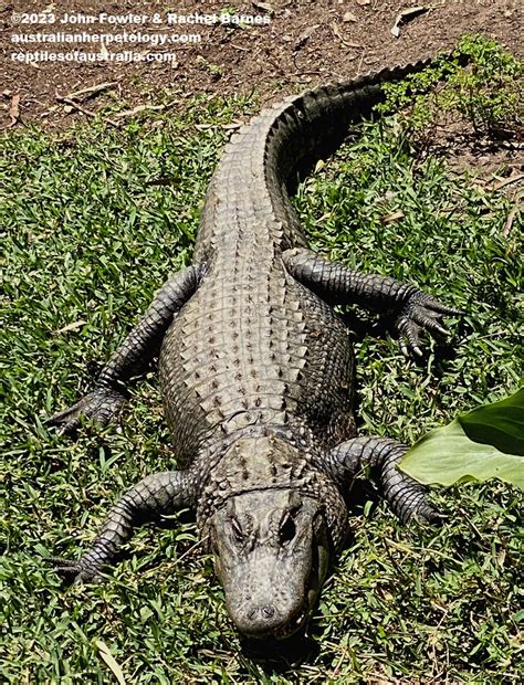 American Alligator Alligator Mississippiensis