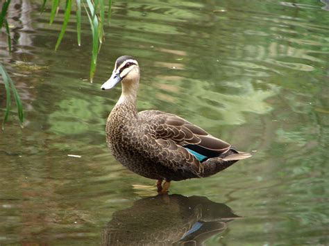 Snap Happy Birding: Pacific Black Duck