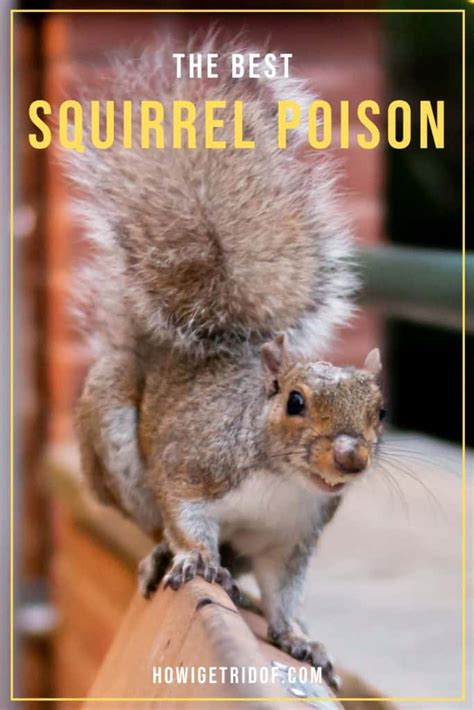 Best Squirrel Poison How I Get Rid Of