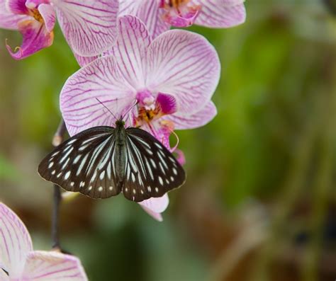 Premium Photo | Beautiful orchid with butterfly