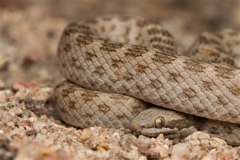 Desert Nightsnake Hypsiglena Chlorophaea Inaturalist