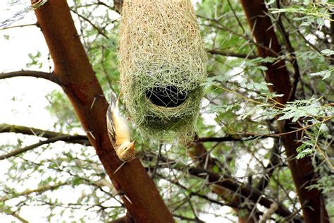 Baya Weaver Bird Nest - Free photo on Pixabay - Pixabay