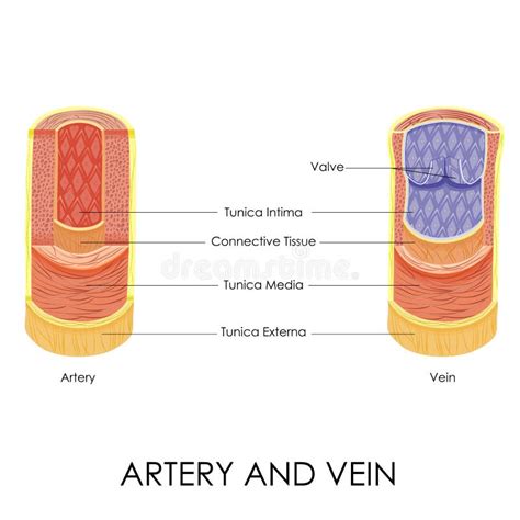 Artery And Vein Stock Vector Illustration Of Internal 39773551