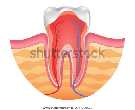 Tooth Anatomy Cross Section Anatomical Chart Stock Vector (Royalty Free ...