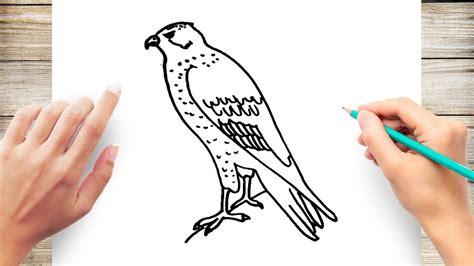 How To Draw A Falcon Step By Step Easy The images above represents how ...