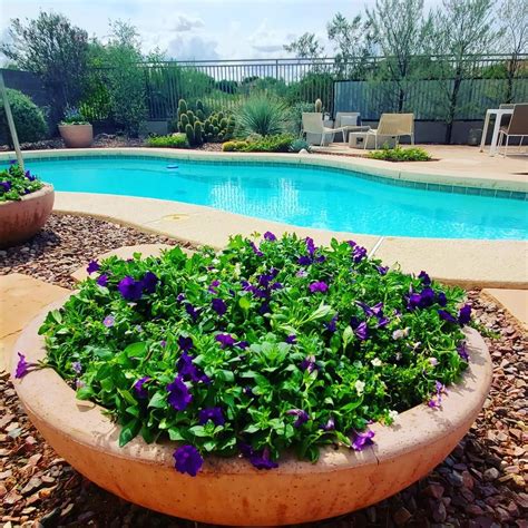 27 Poolside Planter Ideas That Create Value In 2024 Houszed