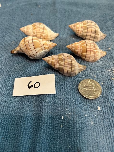 Tulip Shells Medium Shells Lot 60-69 From Sanibel Marco 10k Island