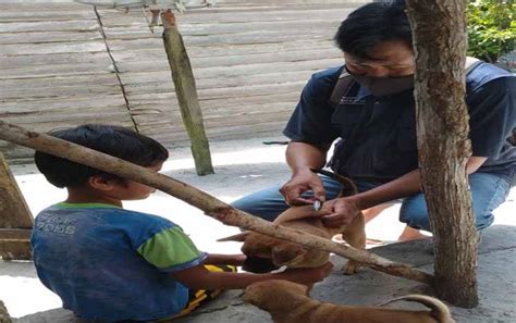 Penyakit Rabies Akibatkan Persen Kematian