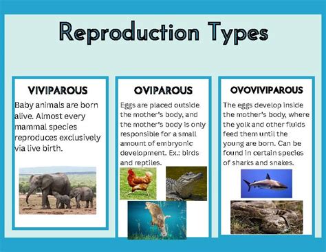 reproduction types anchor chart  shannon jones tpt