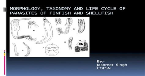 Pptx Morphology Taxonomy And Life Cycle Of Parasites Pdfslidenet