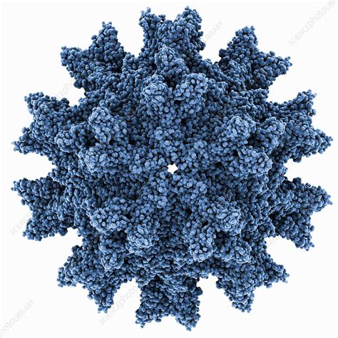 Infectious bursal disease virus capsid - Stock Image - C014/2311 ...