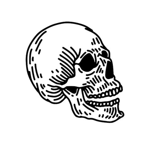 Premium Vector Vector Human Skull With A Lower Jaw In Vintage Engraving Style Hand Drawn Retro