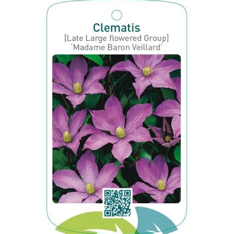 Etiquetas De Clematis Late Large Flowered Group Madame Baron Veilla