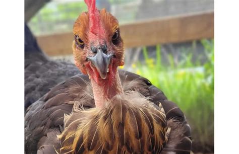 Naked Neck Tavuk Zellikleri Turken Tavu U Ege Pazar Ndan