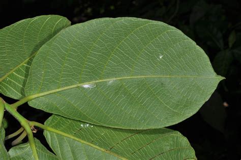 Artocarpus Ovatus Moraceae Image 38850 At PhytoImages Siu Edu