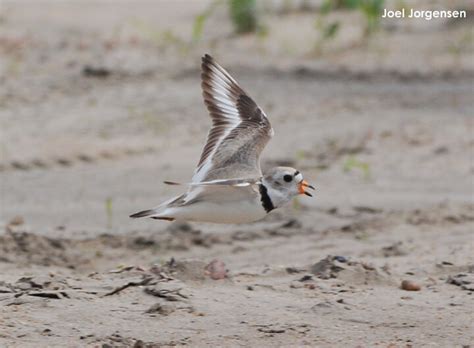 Piping Plover - Migration | Tern and Plover Conservation Partnership ...