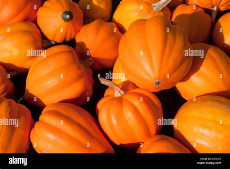 golden acorn squash, UK Stock Photo - Alamy