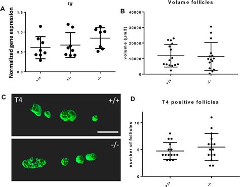 Frontiers Disruption Of The Foxe Gene In Zebrafish Reveals Conserved