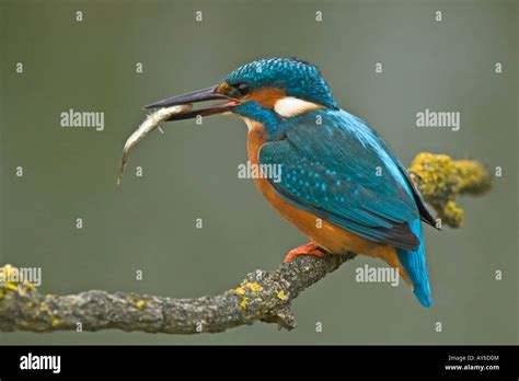 Common Kingfisher European Kingfisher Alcedo Atthis With A