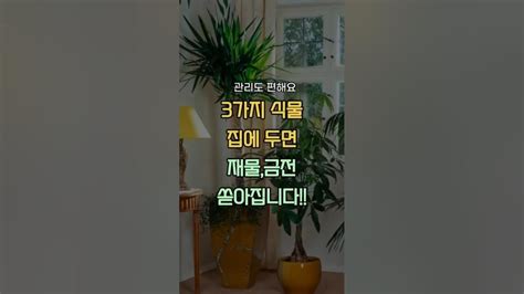 식물 세가지만 두면 재물운금전운 쏟아집니다 풍수지리 풍수소품 재물운상승 Youtube