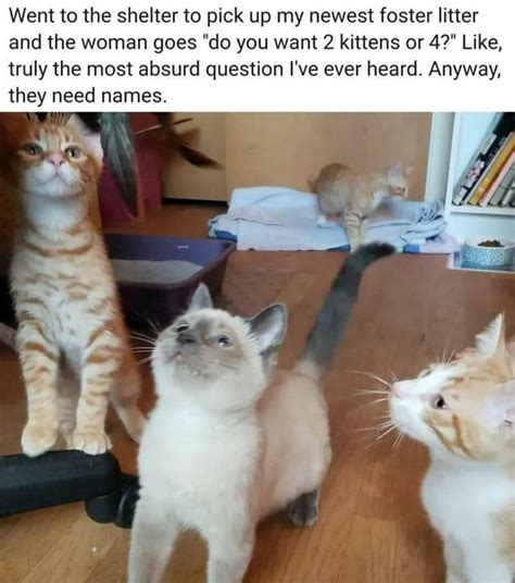 Halfway To Caturday Purrfectly Funny Cat Memes And Tweets May 17