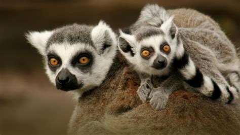 Watch Madagascar's Legendary Lemurs - Free TV Shows | Tubi