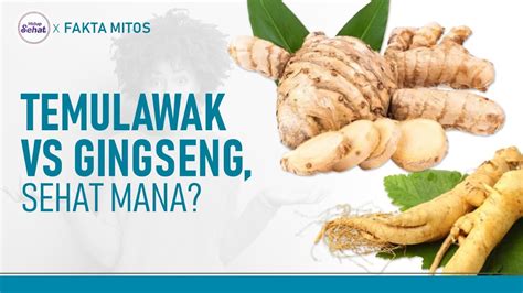 Fakta Nutrisi Dan Manfaat Temulawak Lebih Sehat Dari Gingseng Hidup