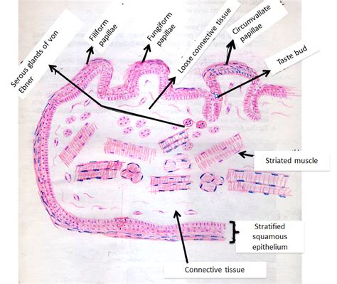 Tongue Histology Slide Labeled