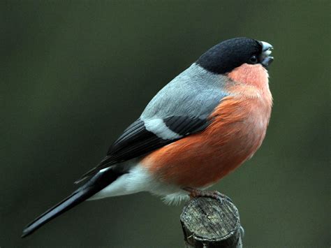 Bullfinch Male Pennington Flash Bunting Colin Mccooey Flickr