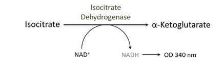 Mcat Biochemistry Ch Carbohydrate Metabolism Ii Aerobic