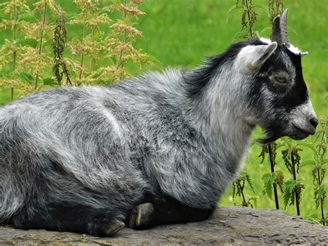 African Pygmy Goat | Blackpool Zoo