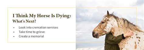 Is My Horse Dying Learn The Signs How To Comfort And Say Goodbye