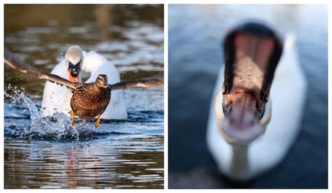 Vancouver Photographer Shares Snaps Of Aggressive Swan Vancouver Is