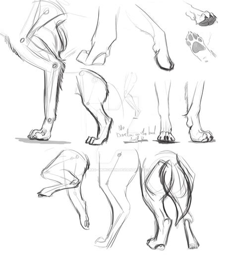 Dog Legs And Feet Sketches by Mad--Munchkin on DeviantArt