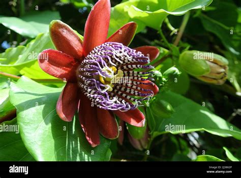 Pasiflora al fotografías e imágenes de alta resolución Alamy