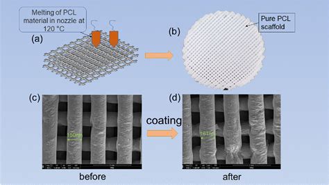 Figure 2 from The Application of Polycaprolactone Scaffolds with Poly ε