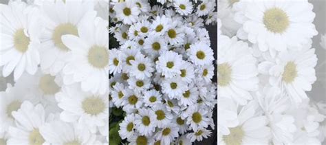 Хризантема дубок купить в Ростове-на-Дону | Товары для дома и дачи | Авито