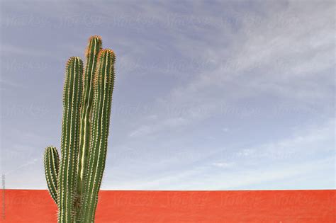 "Cactus In Mexico: Mexican Cactus" by Stocksy Contributor "PER Images ...